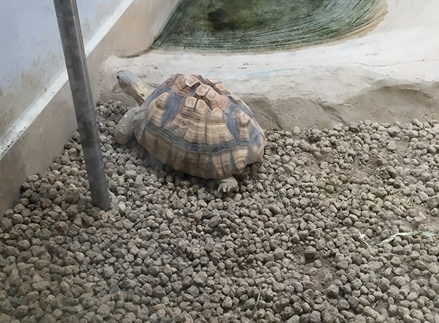 野毛山動物園100種以上の動物32