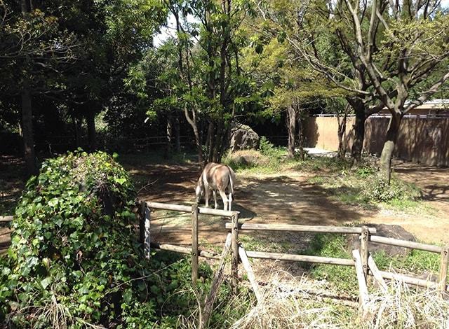 よこはま動物園 ズーラシア18