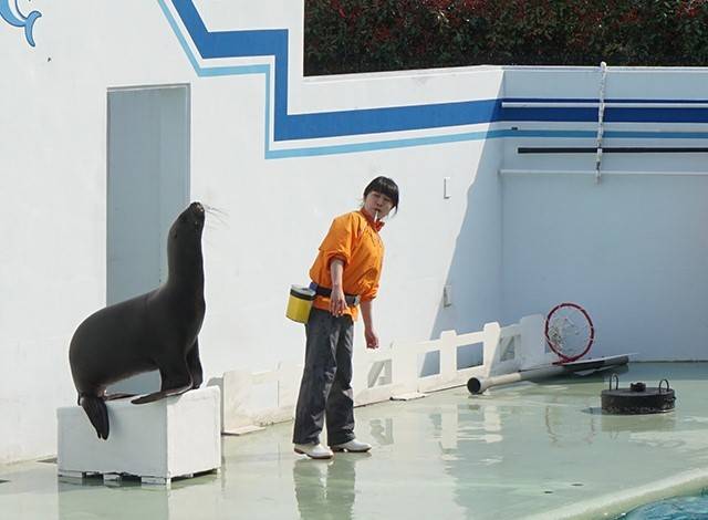 『しながわ水族館』イルカショー9