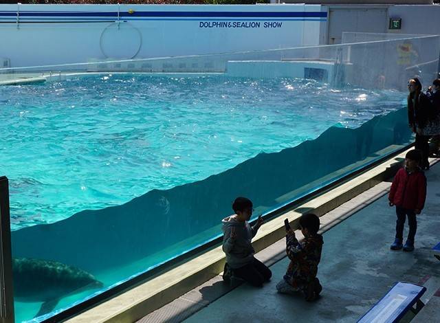 『しながわ水族館』イルカショー7