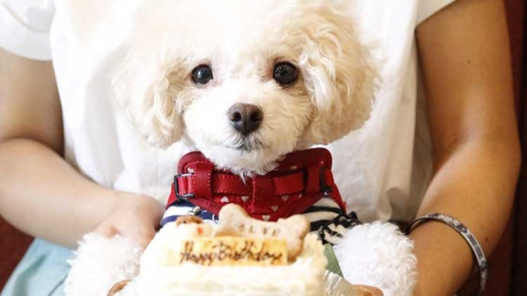 【お台場】愛犬も喜ぶ！ワンコ入店OKなカフェ・ランチのお店