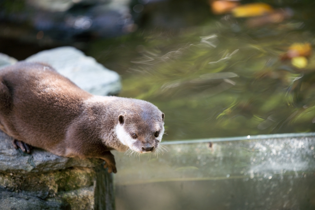 江ノ島水族館 コツメカワウソ