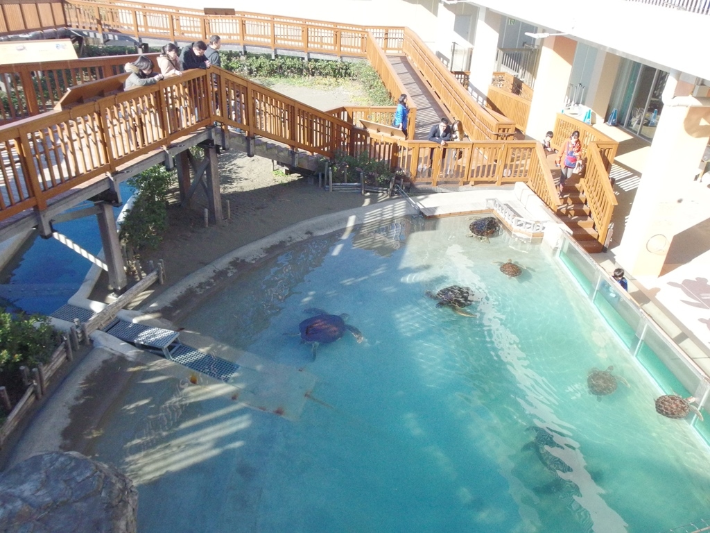 江ノ島水族館 ウミガメ