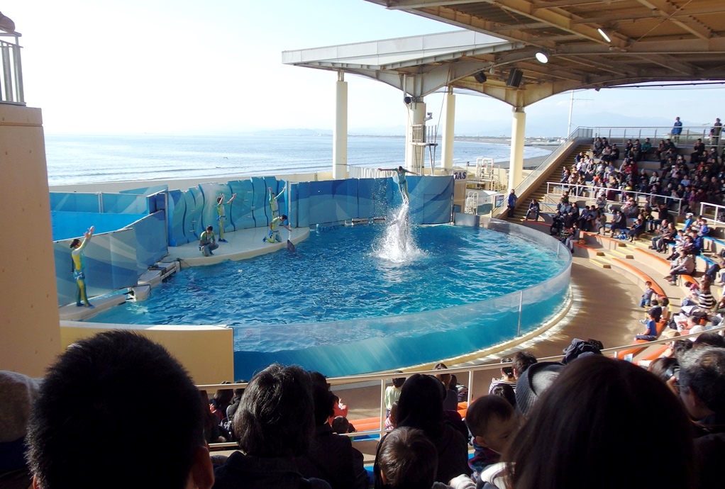 江ノ島水族館 イルカショー