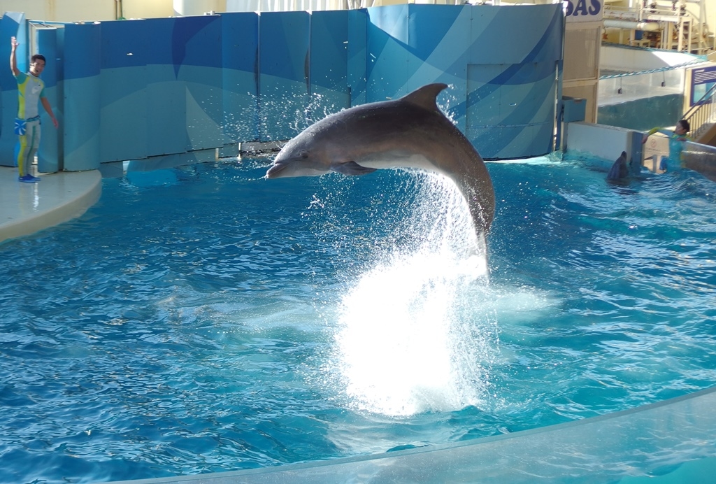 「新江ノ島水族館」はデートの聖地！2人の仲が縮まるポイントを徹底解説！