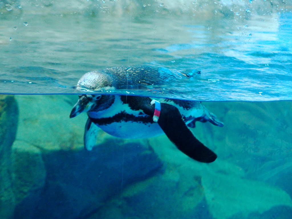 江ノ島水族館 ペンギン