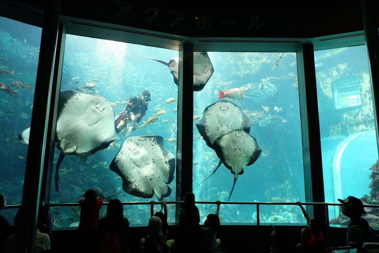 【19%割引】下田海中水族館の入館料金・割引チケット・クーポン・前売り券