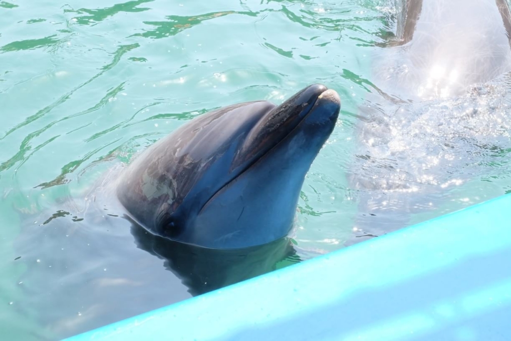 下田海中水族館 ドルフィンフーディング