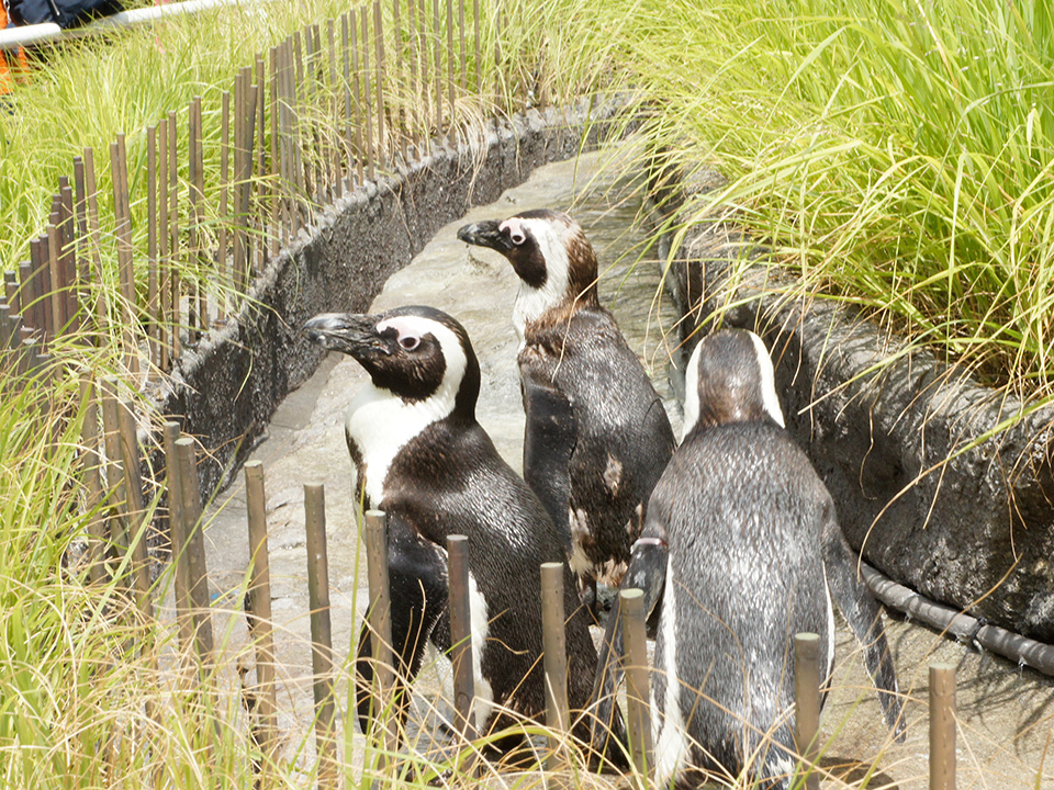 サンシャイン水族館 草原のペンギン