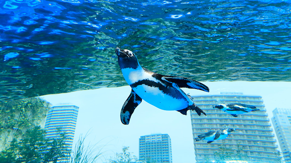 サンシャイン水族館 ペンギン