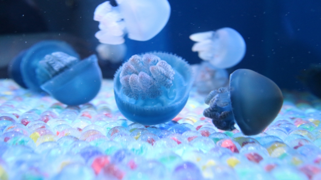 しながわ水族館 クラゲ