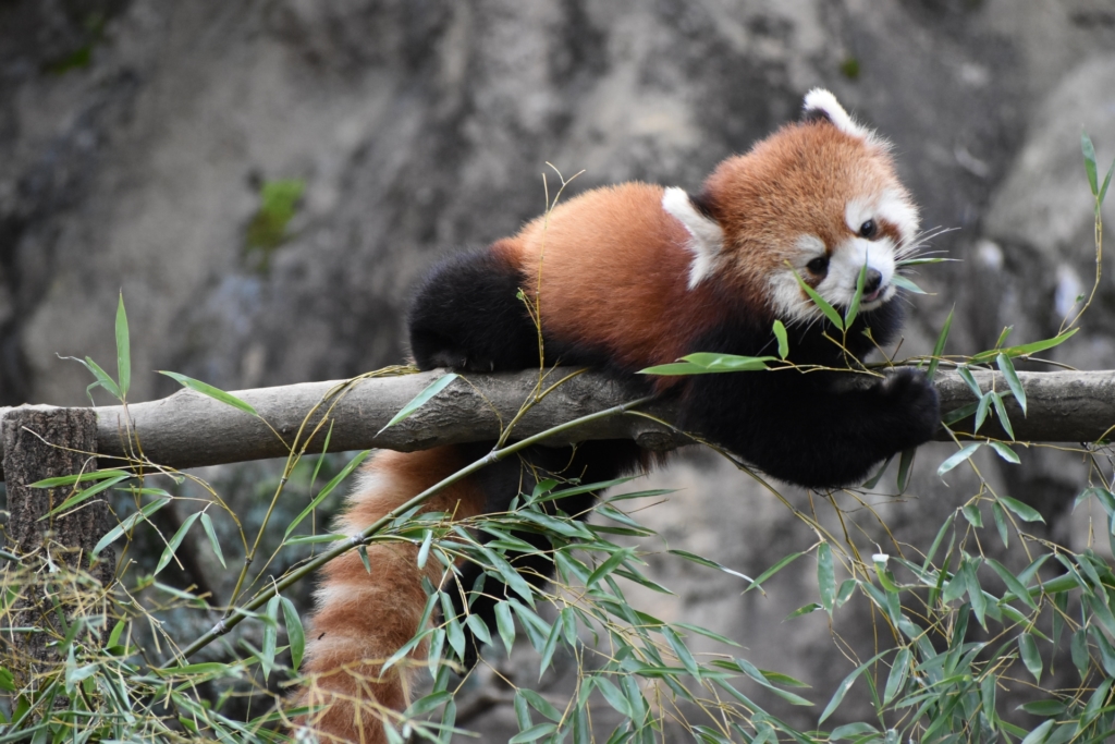 天王寺動物園 レッサーパンダ