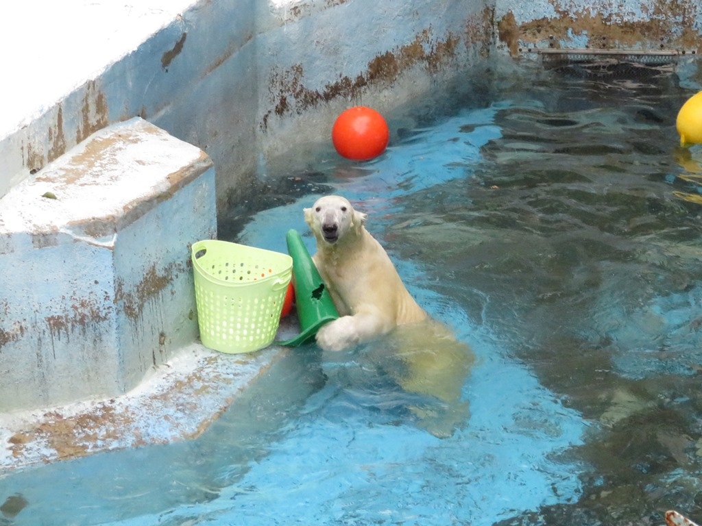 天王寺動物園 北極クマ