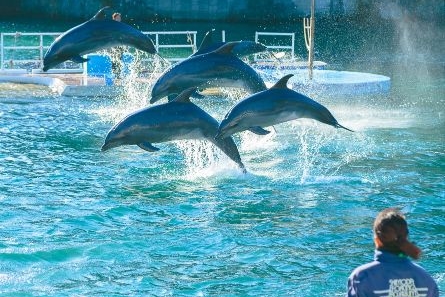 「下田海中水族館」のお土産特集！カワウソグッズから名物イルカグッズなど