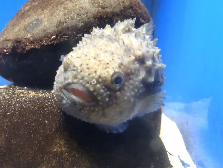 越前松島水族館 コンペイトウ