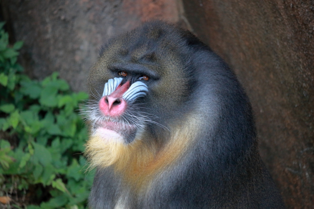 天王寺動物園 マンドリル