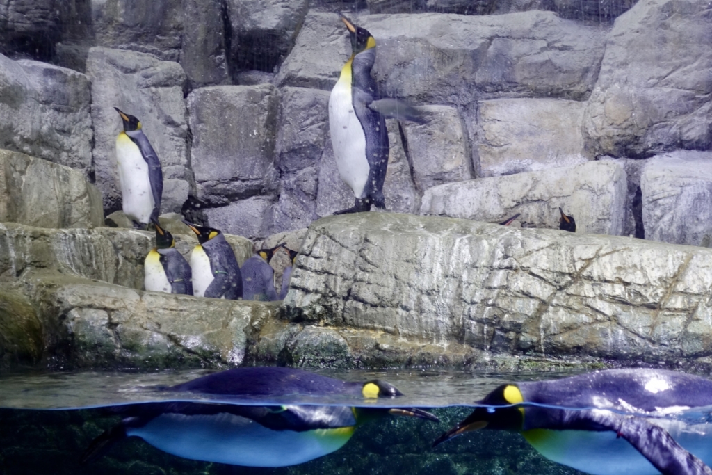 八景島シーパラダイス ペンギン3