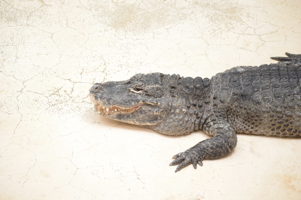 天王寺動物園 ワニ