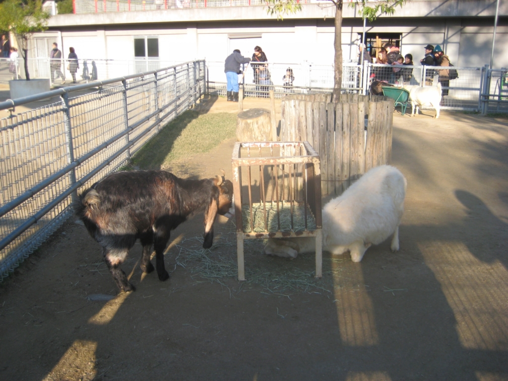 天王寺動物園 ヤギ