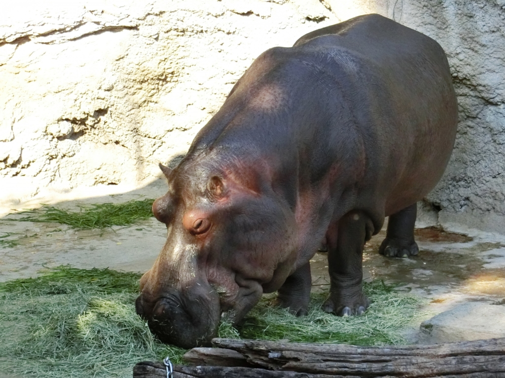 天王寺動物園 カバ