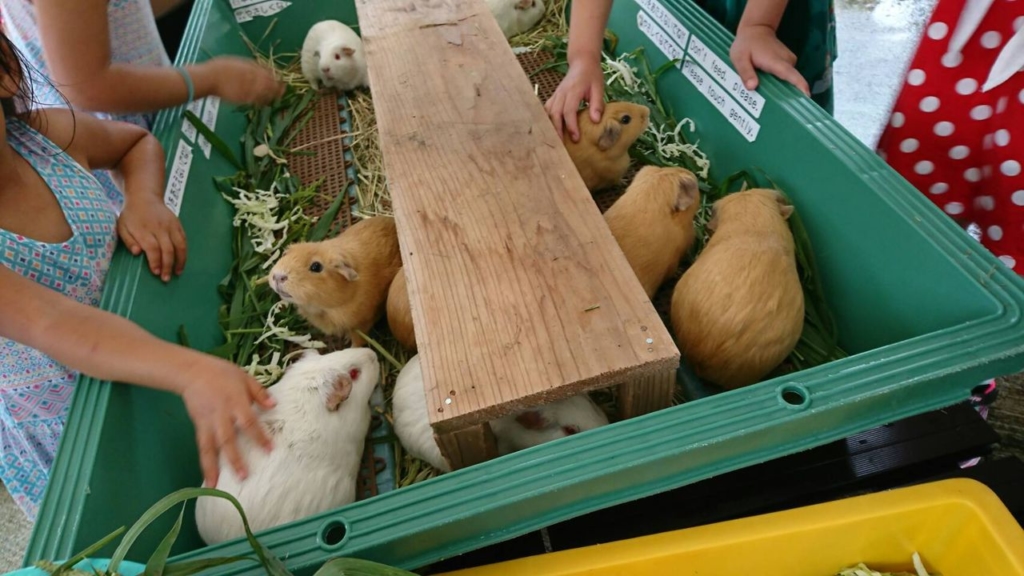 天王寺動物園 テンジクネズミ