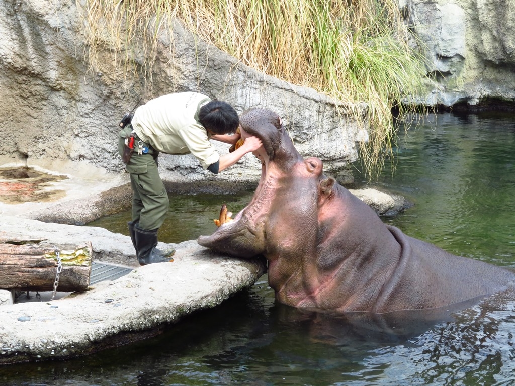 天王寺動物園 かば