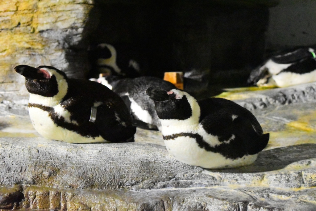 サンシャイン水族館 ペンギン2