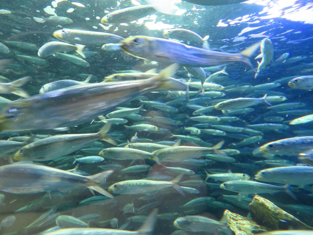 サンシャイン水族館 いわしの大群