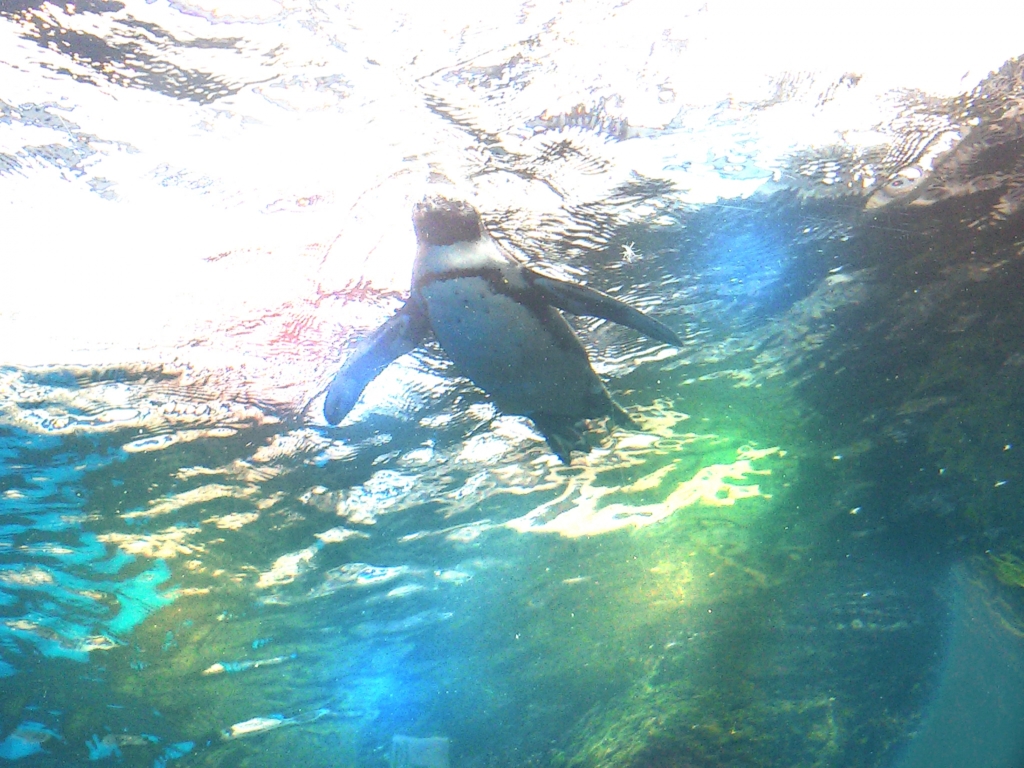 サンシャイン水族館 空飛ぶペンギン3