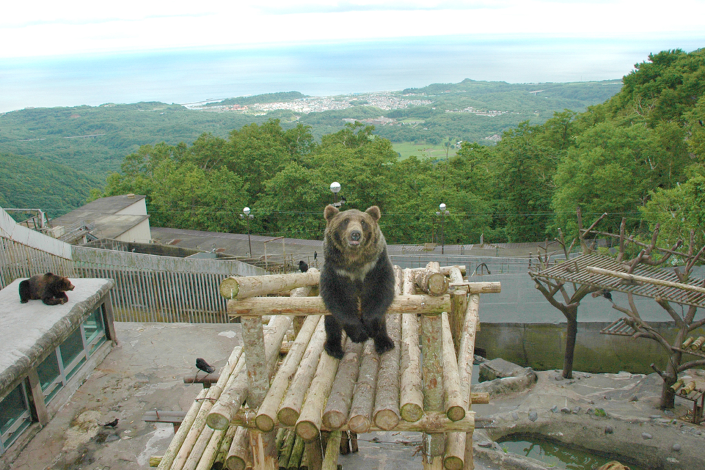 のぼりべつクマ牧場 センター