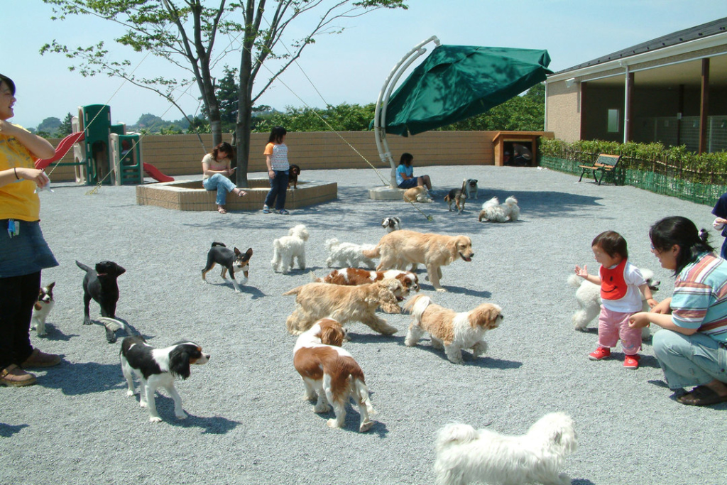 世界名犬牧場 ふれあい広場