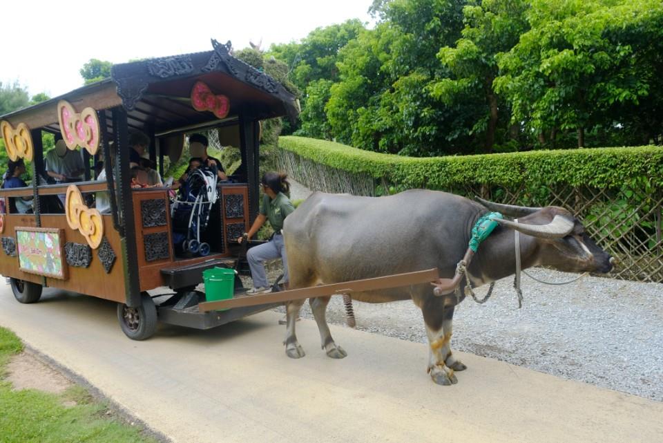 ビオスの丘 水牛車