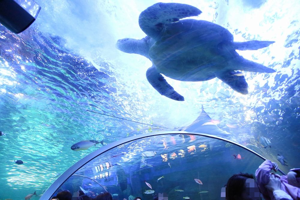 「しながわ水族館」チケット料金・割引まとめ！体験・駐車場・貸切パーティープランも