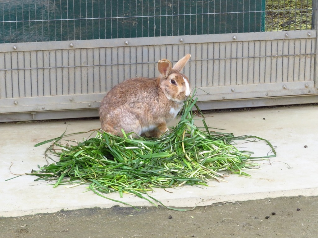 「天王寺動物園」ふれあい体験特集！抱っこやエサやり・なでなでタイムも