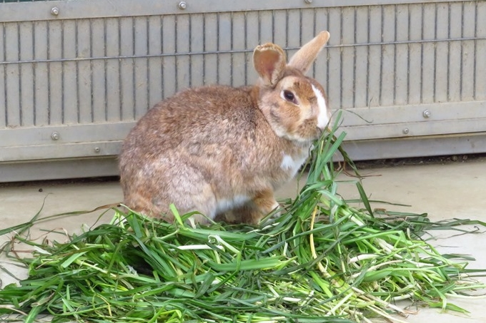 「天王寺動物園」ふれあい体験特集！抱っこやエサやり・なでなでタイムも