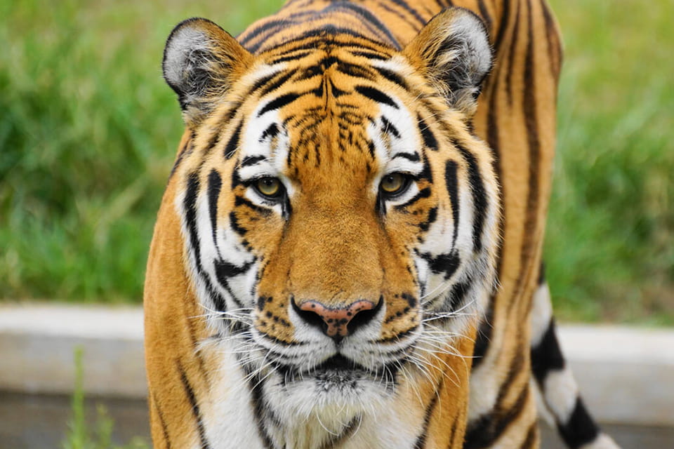 失敗しない！天王寺動物園の格安駐車場11個｜平日・土日での選び方（徒歩9分圏内）