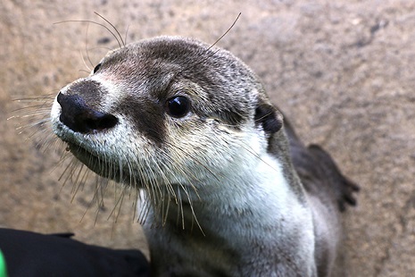 仙台うみの杜水族館 カワウソとアザラシのツメツメツアー