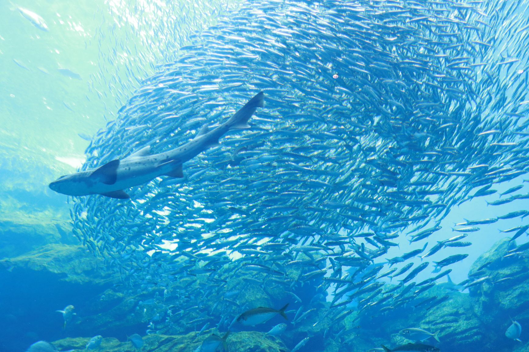 仙台うみの水族館 Sparkling of Life（スパークリング・オブ・ライフ）