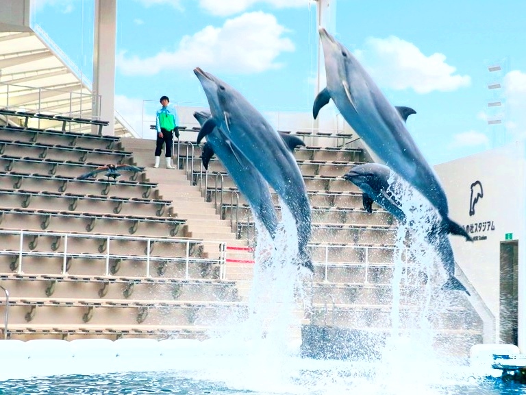 仙台うみの杜水族館 イルカショー (2)