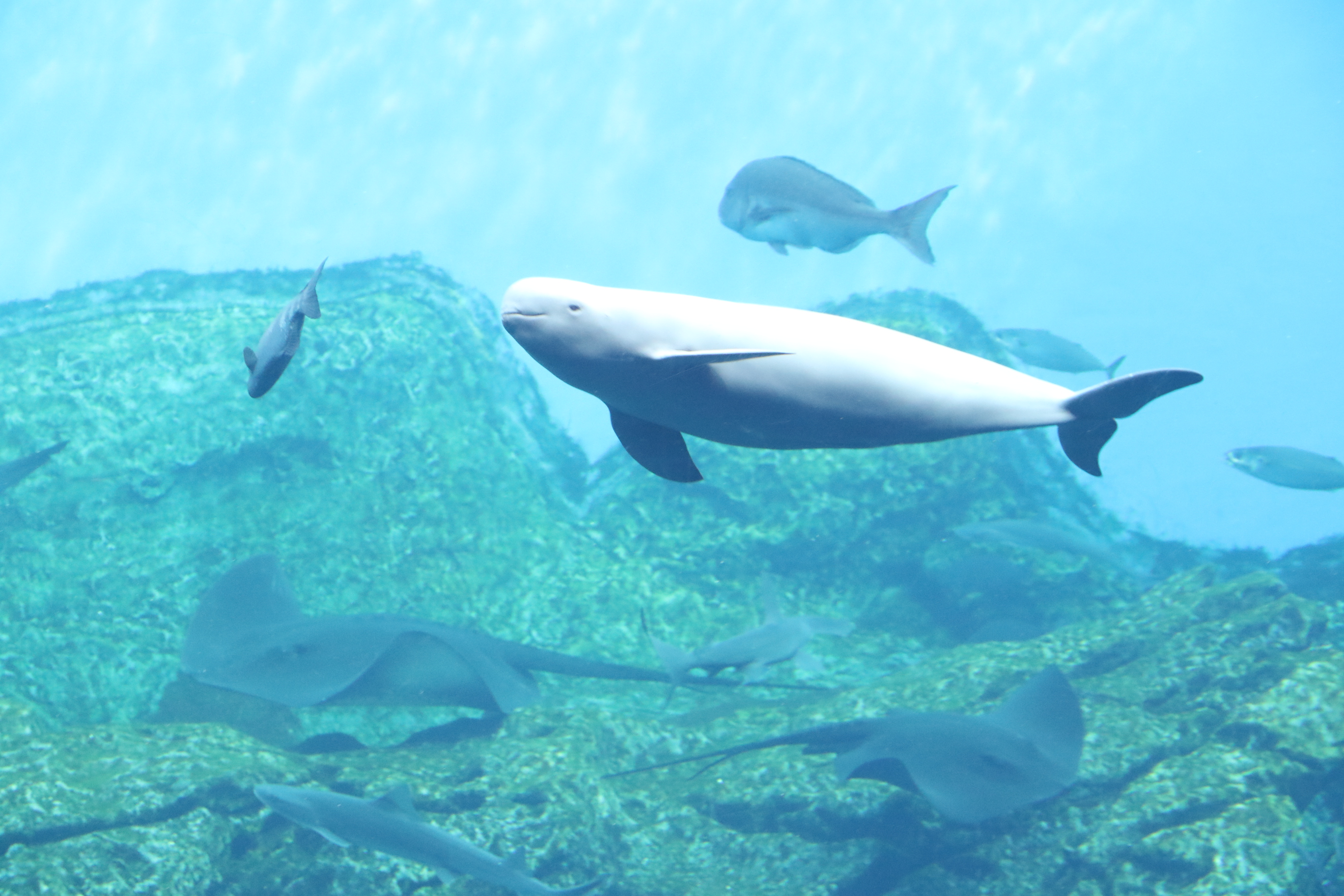 仙台うみの水族館 スナメリ