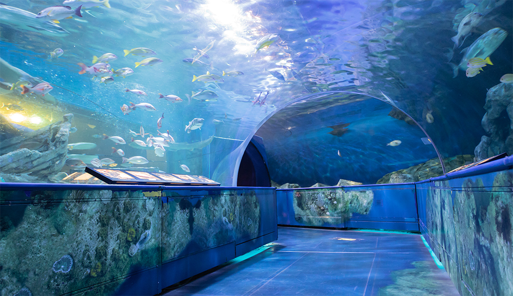 しながわ水族館-トンネル水槽