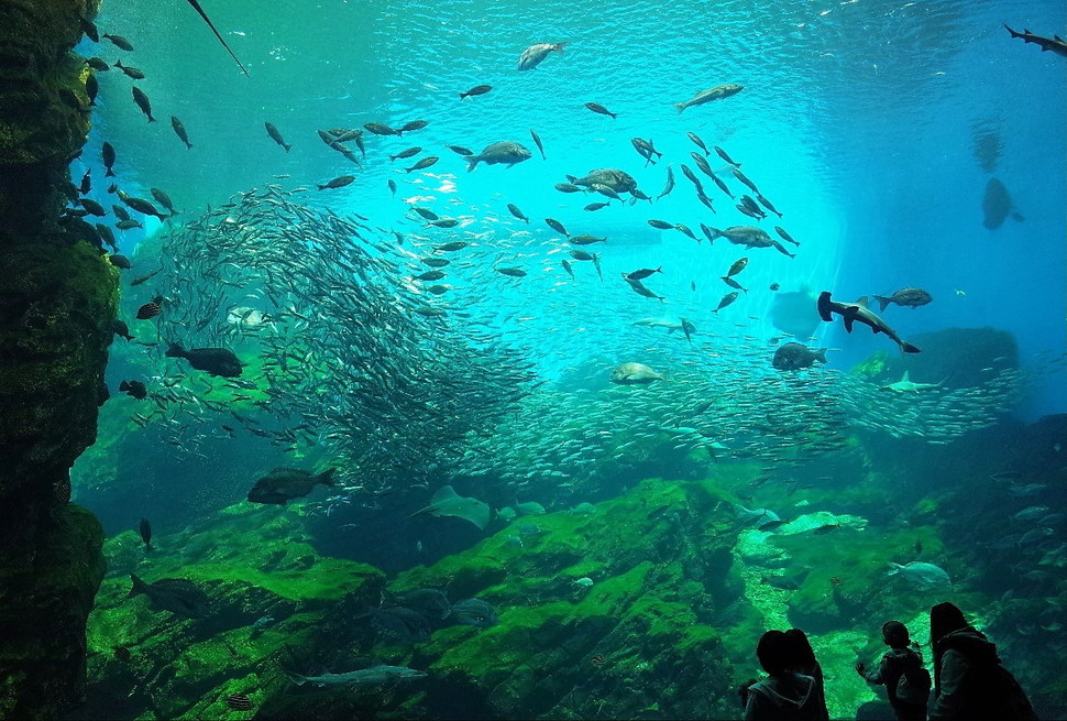 (3)仙台うみの杜水族館 割引