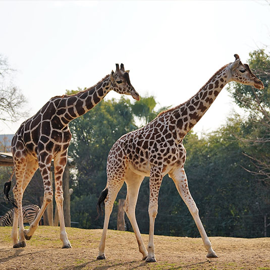 天王寺動物園-アフリカサバンナゾーン