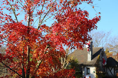 箱根ガラスの森美術館-紅葉の山々とガラス庭園