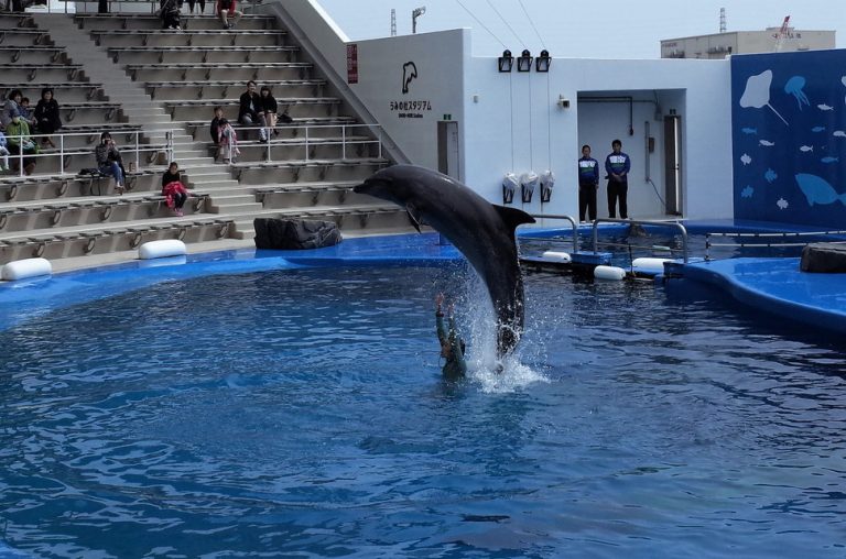 (2)仙台うみの杜水族館のイルカショー