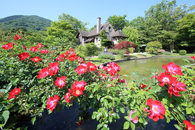 箱根ガラスの森美術館-バラ