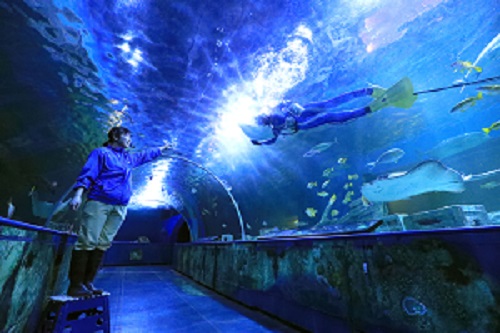 しながわ水族館-水中ショー