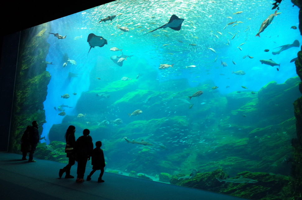 仙台うみの杜水族館に行く前に！チェックポイント【５選】