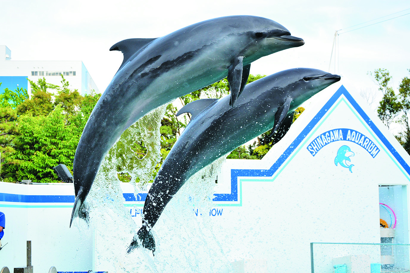 しながわ水族館-イルカショー