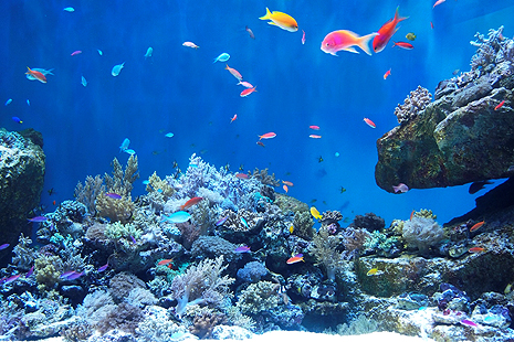 仙台うみの杜水族館-世界のうみ